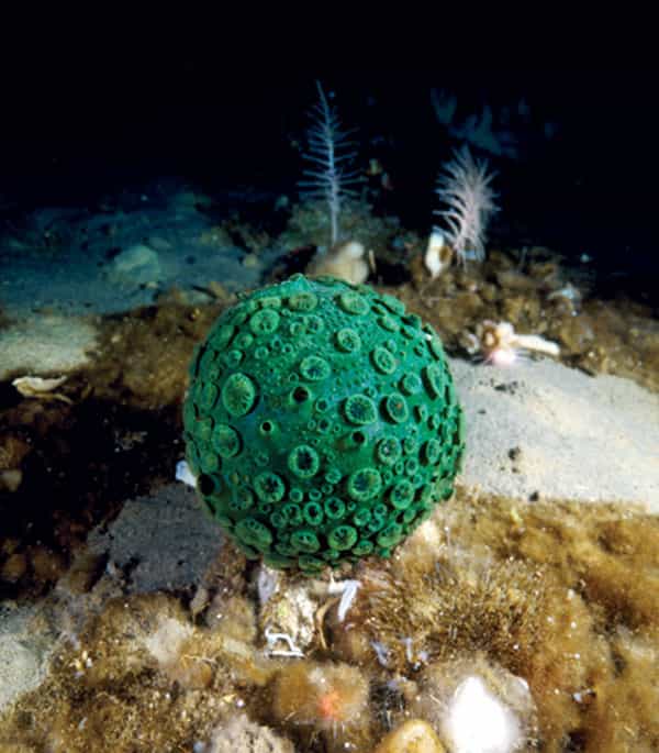 L'éponge globe verdâtre (Latrunculia apicalis)