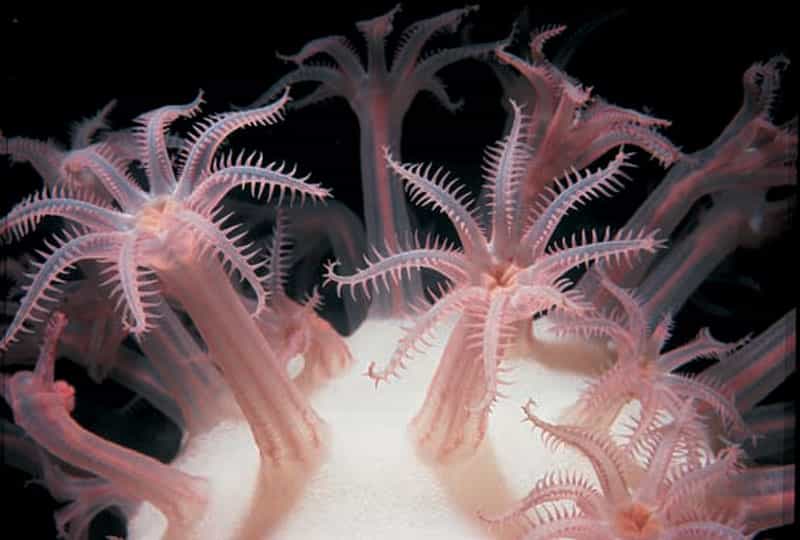 Corail champignon (Anthomastus ritteri)