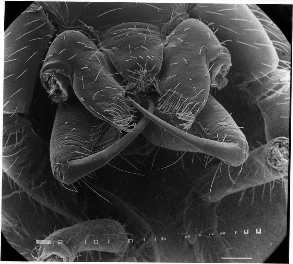 Crochets d’une aranéomorphe (Dysdera erythrina)