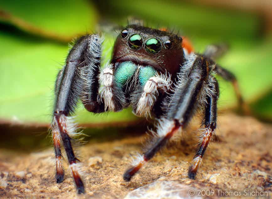 Mâle adulte Phidippus clarus