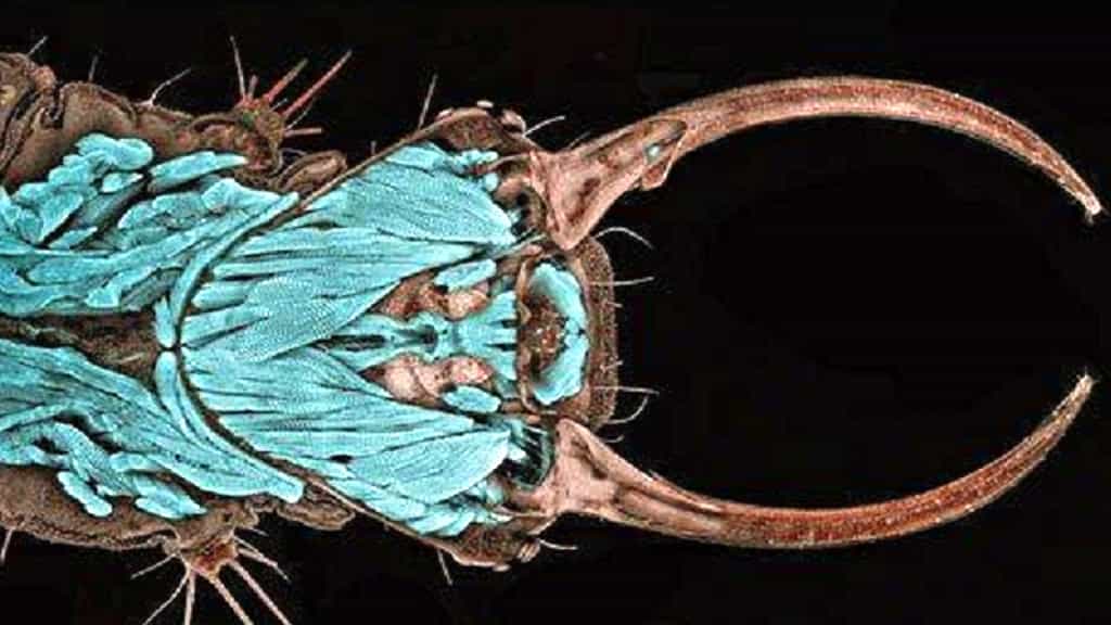 Portrait d’une larve de chrysope. Dr. Igor Siwanowicz, Institut Max Planck de Neurobiologie, Martinsried, Allemagne Portrait d’une larve de chrysope (Chrysopa sp.). Les chrysopes sont des insectes de l’ordre des Neuroptères. Les larves sont particulièrement appréciées en verger puisqu’elles sont prédatrices et se nourrissent notamment d’aphides (pucerons). L’assemblage de leurs mandibules et maxilles, bien visible sur la photo, forme un croc suceur qui permet d’aspirer les liquides corporels de leurs proies. Microscope confocal. Grossissement 20x.