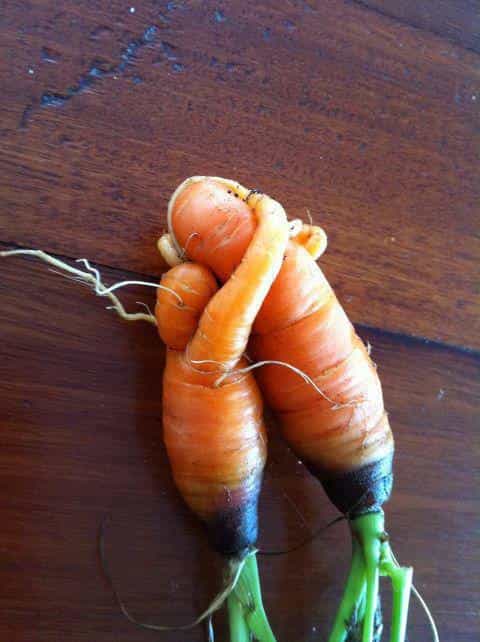 Des carottes étonnantes