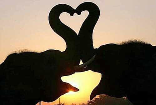 Un amour d'éléphants