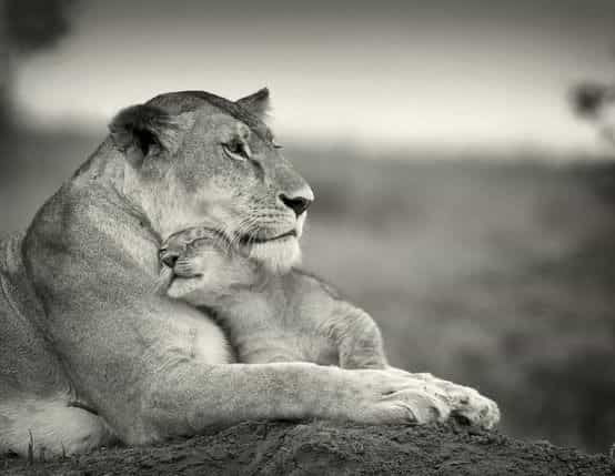 Un câlin attendrissant : une lionne et son bébé