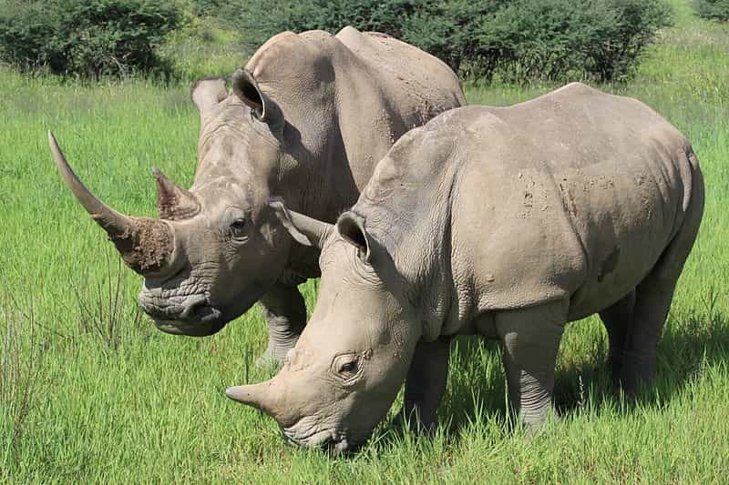 Un rhinocéros blanc en Namibie (Ceratotherium simum)
