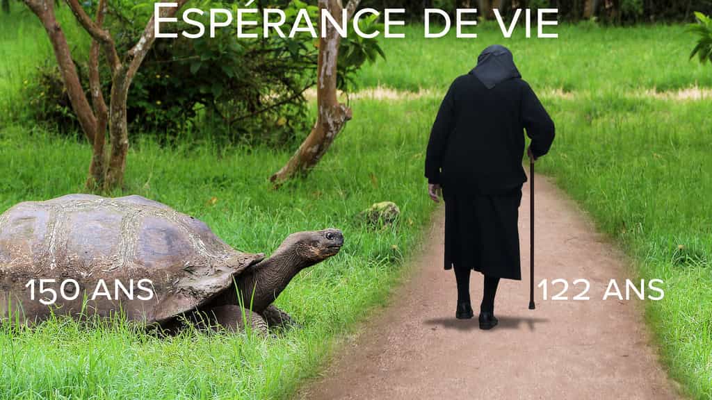 Espérance de vie : la tortue géante des Galápagos, doyenne des animaux