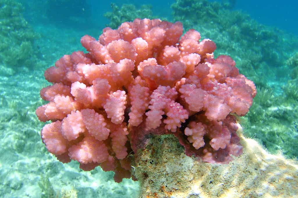 Corail rose dans les Tuamotu