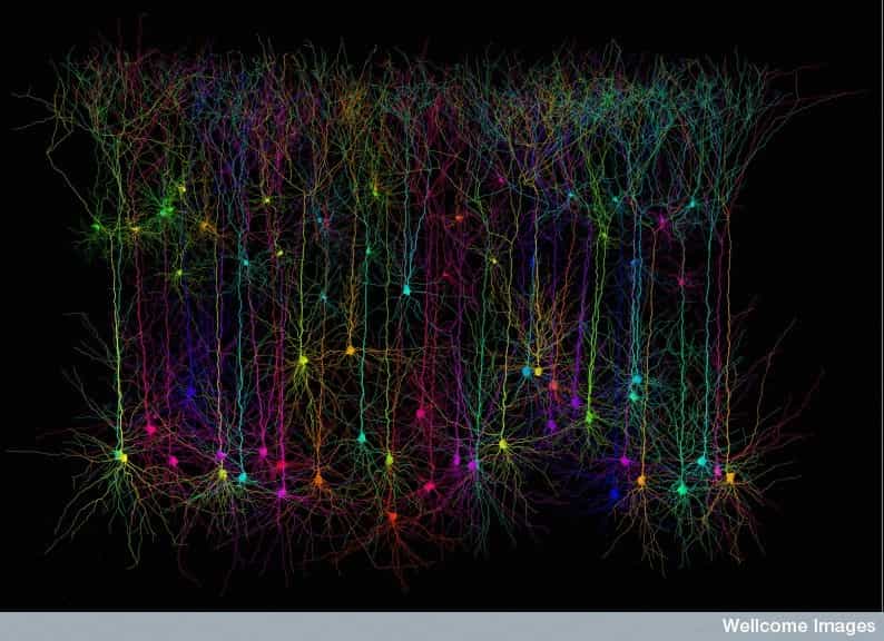 Les neurones du cerveau et leurs arborescences