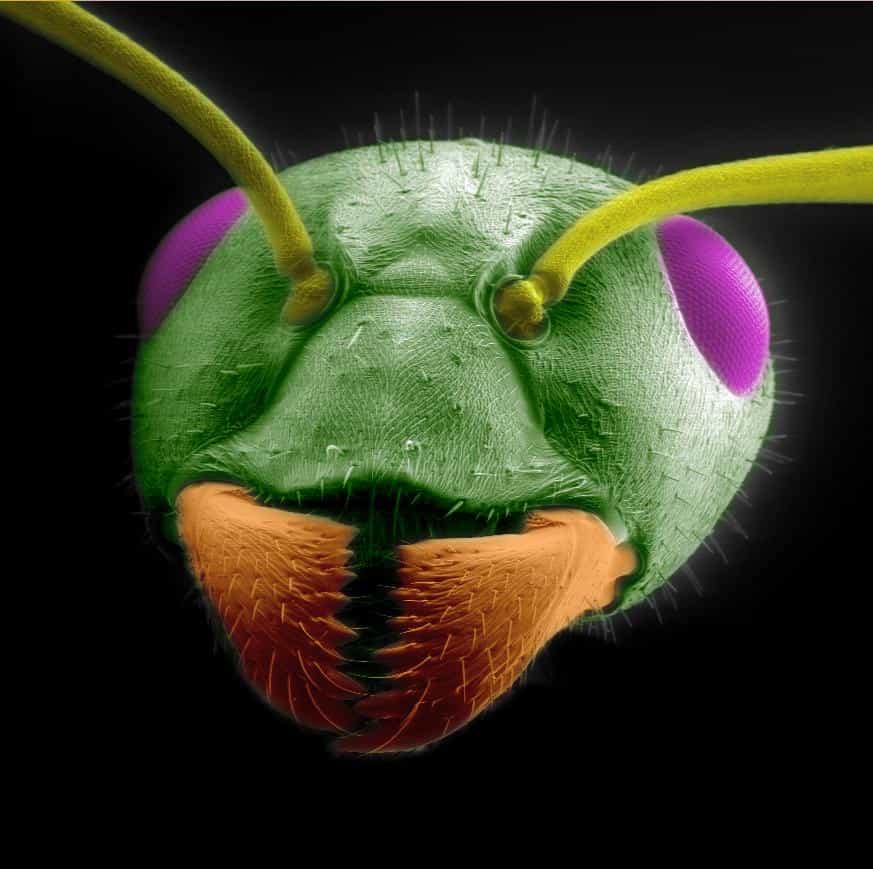 Une tête de fourmi psychédélique