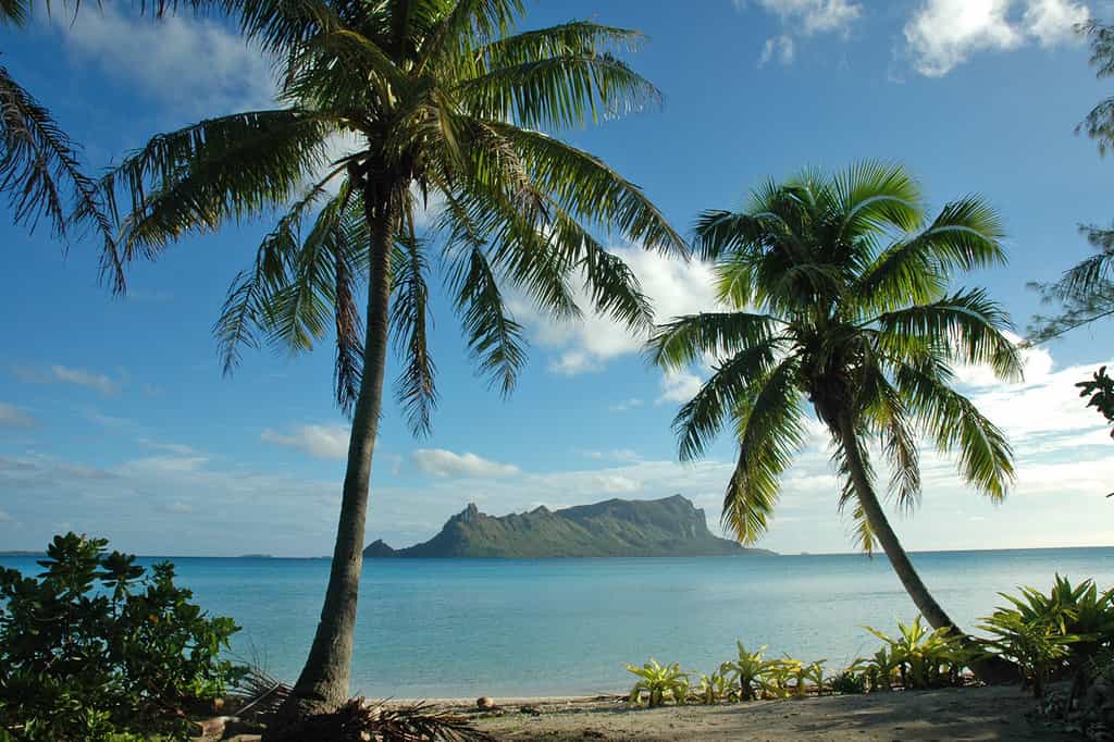 L’île de Raivavae vue entre deux cocotiers