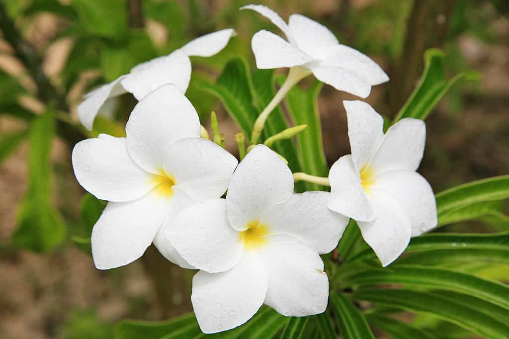 Fleurs de frangipanier à Rimatara
