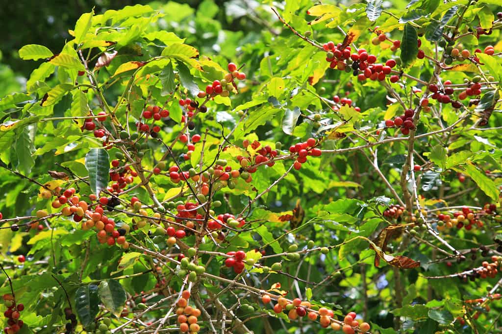 Plants de café à Rimatara