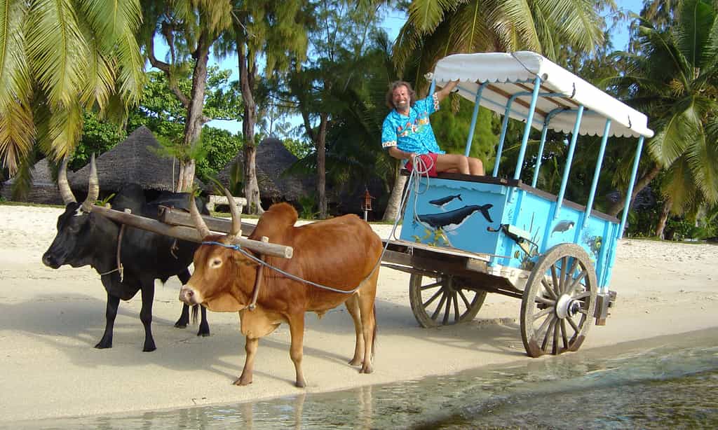 Antoine sur la charrette à zébus, île Sainte-Marie de Madagascar