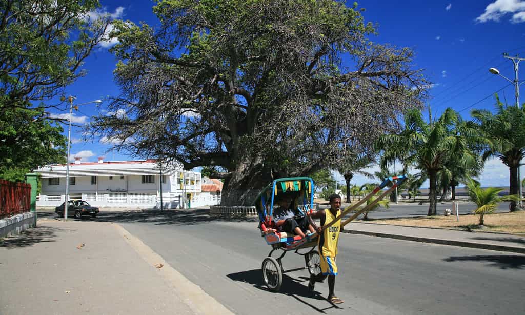 Baobab de 800 ans de Majunga
