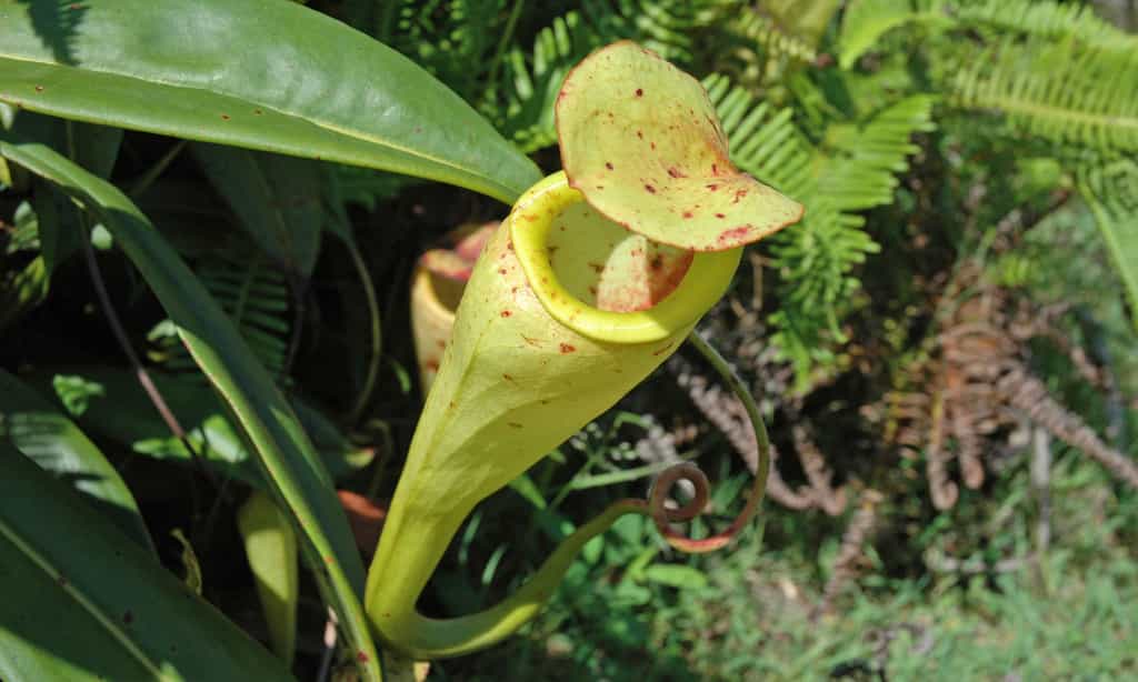 Népenthès, fleur carnivore malgache