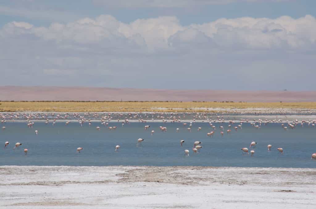 La Réserve nationale des flamants roses au milieu de l’Atacama