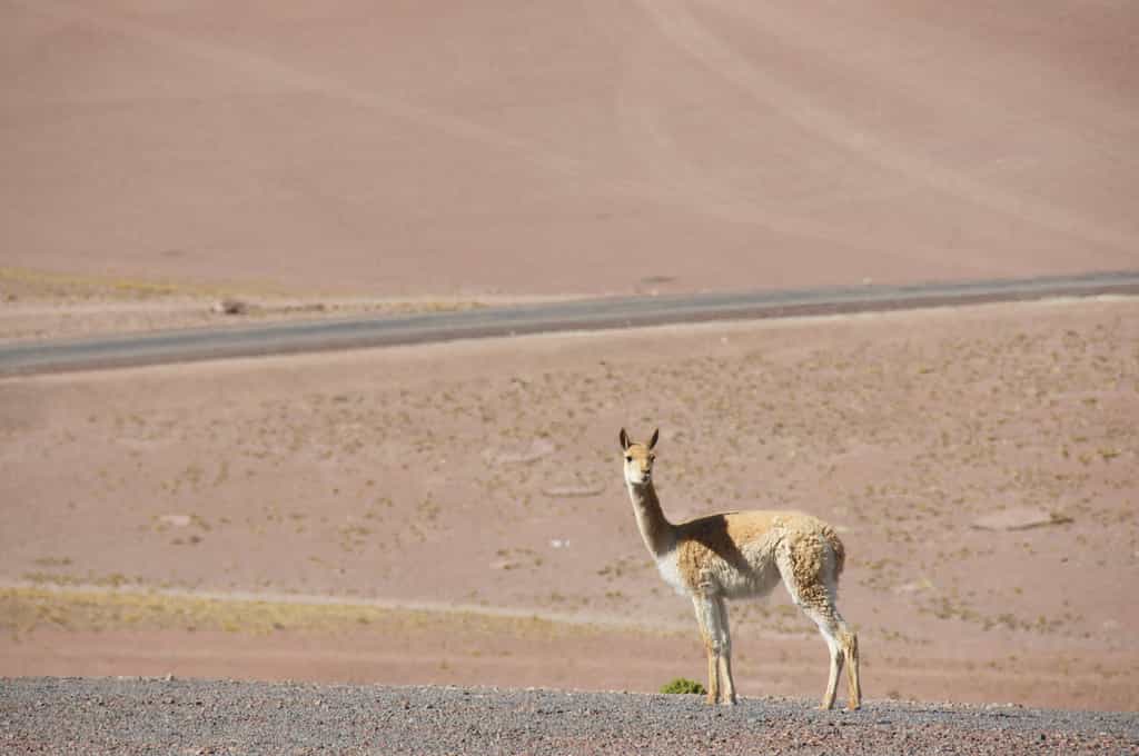 La vigogne, un étonnant animal du désert