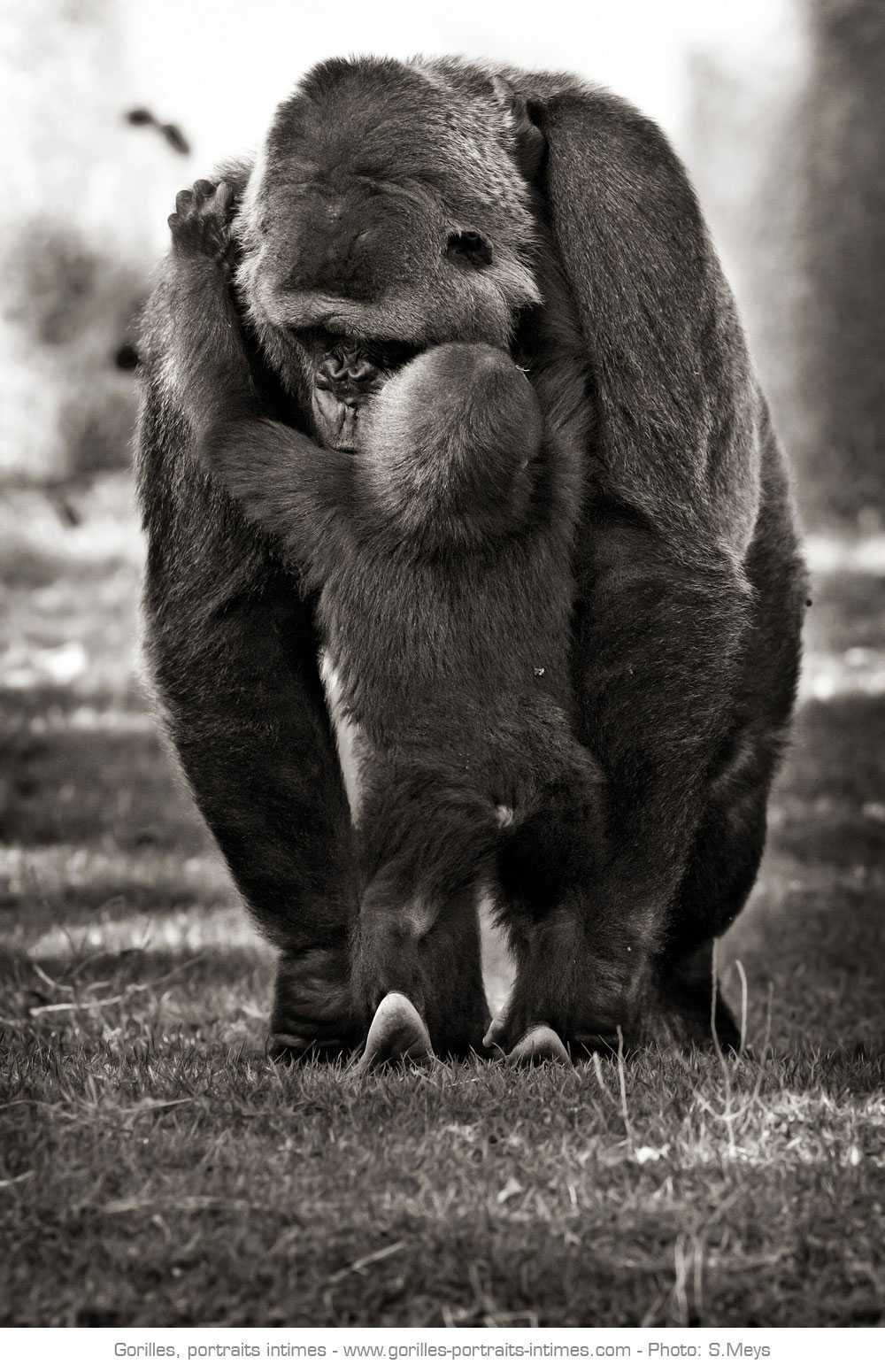 Maman gorille et son petit