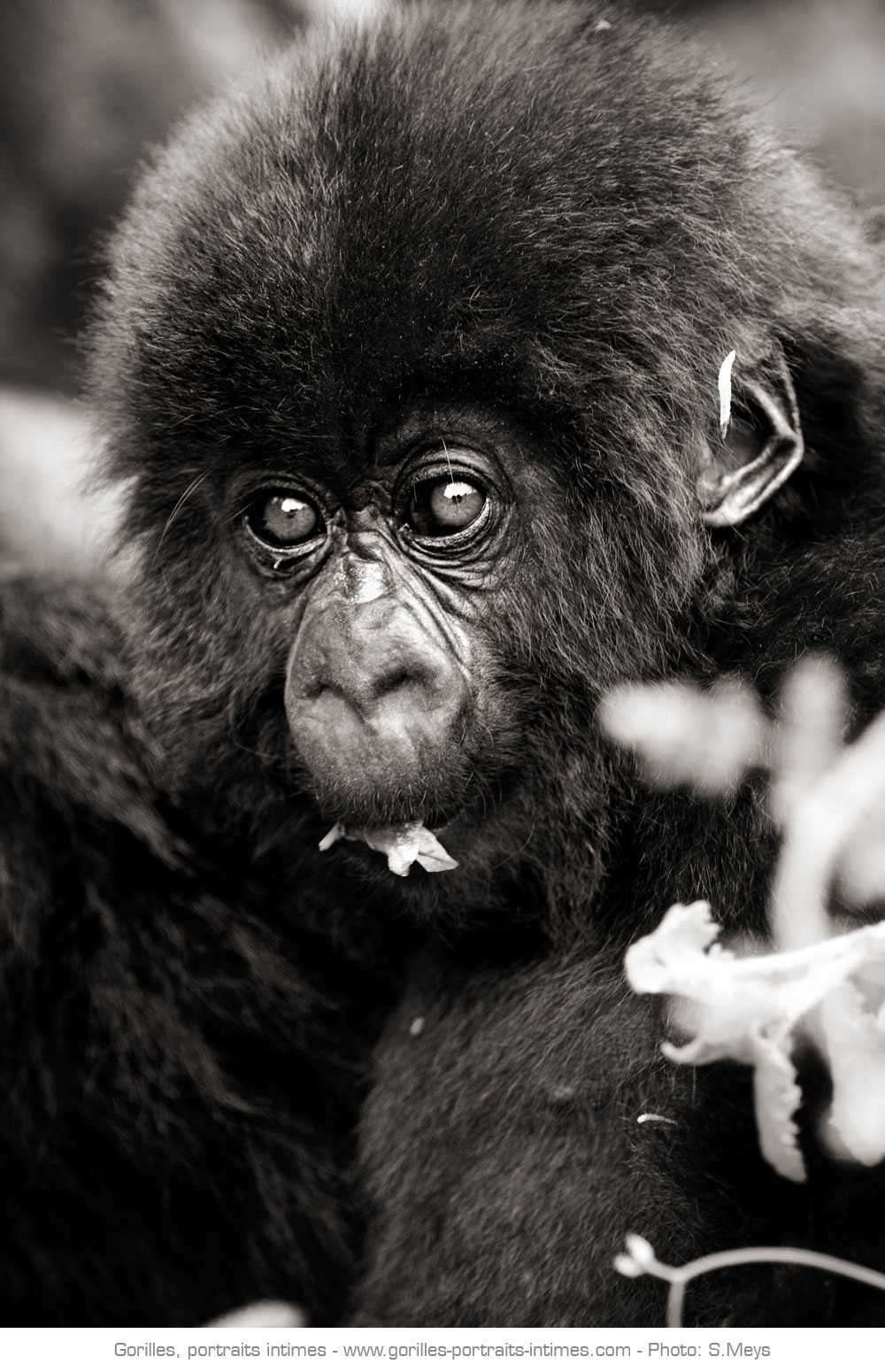 Jeune gorille en train de manger