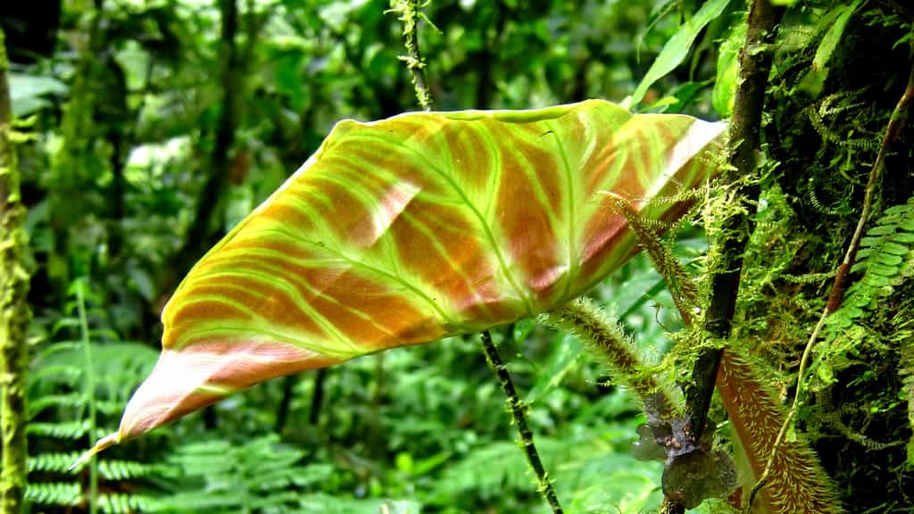 Les forêts tropicales du Costa Rica