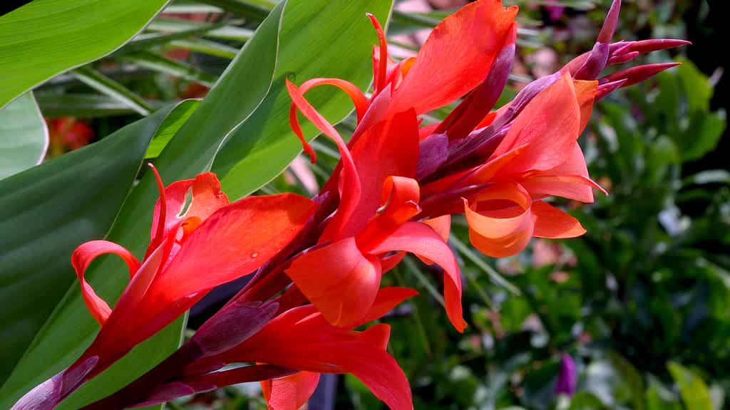 Le balisier rouge (Canna indica)