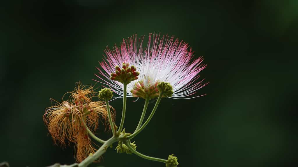 Fleur de l'arbre à pluie (Albizia saman)