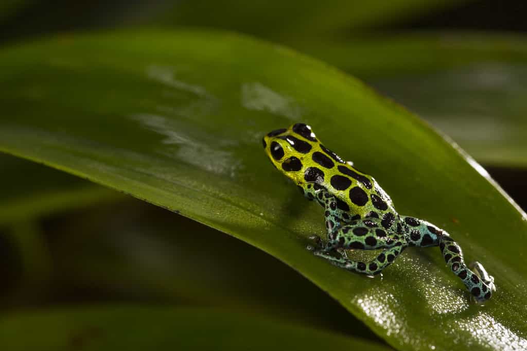 Ranitomeya variabilis, un amphibien d'Amazonie