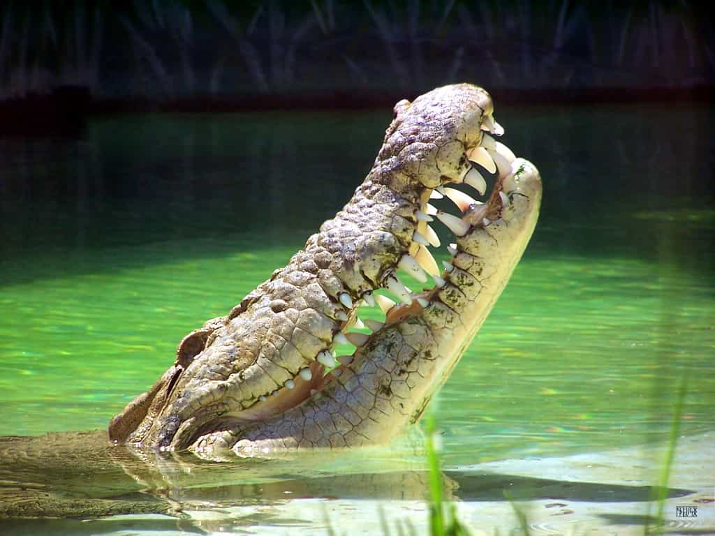 Le crocodile de mer, un dangereux animal d'Australie