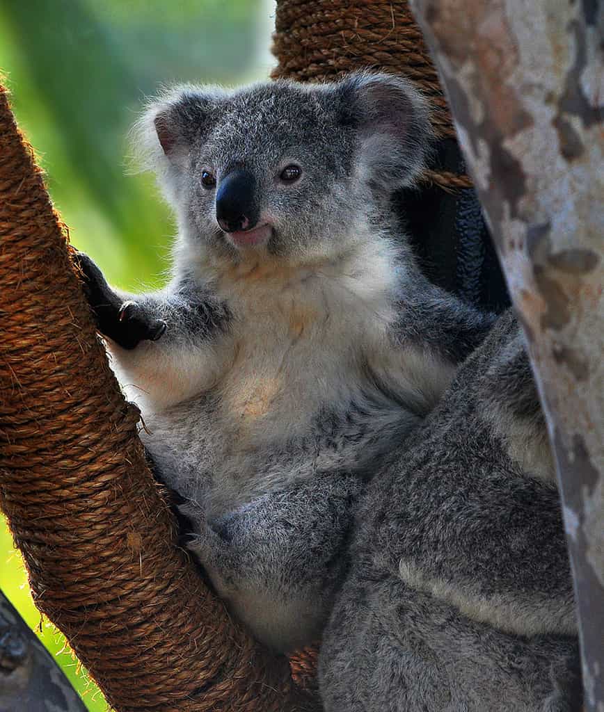 Le koala, le plus mignon des animaux d'Australie