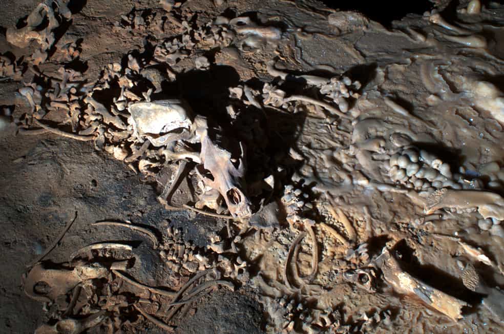 Ossements d'ours dans la Salle Hillaire de la grotte Chauvet
