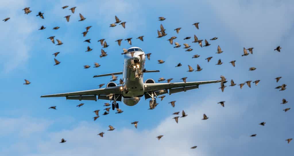 Les groupes d’oiseaux qui croisent la route des avions représentent un grand danger. © Sébastien Delaunay, Fotolia

