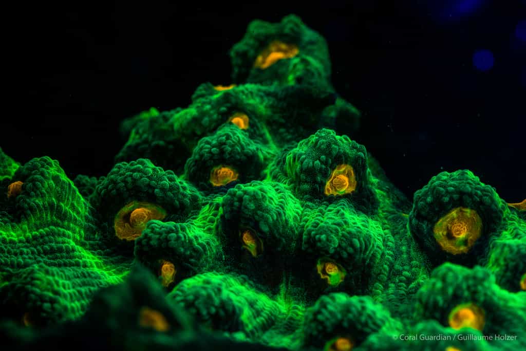 Favia-sp est un corail dur à croissance lente vivant en colonie. © Guillaume Holzer, Coral Guardian - Tous droits réservés, reproduction interdite
