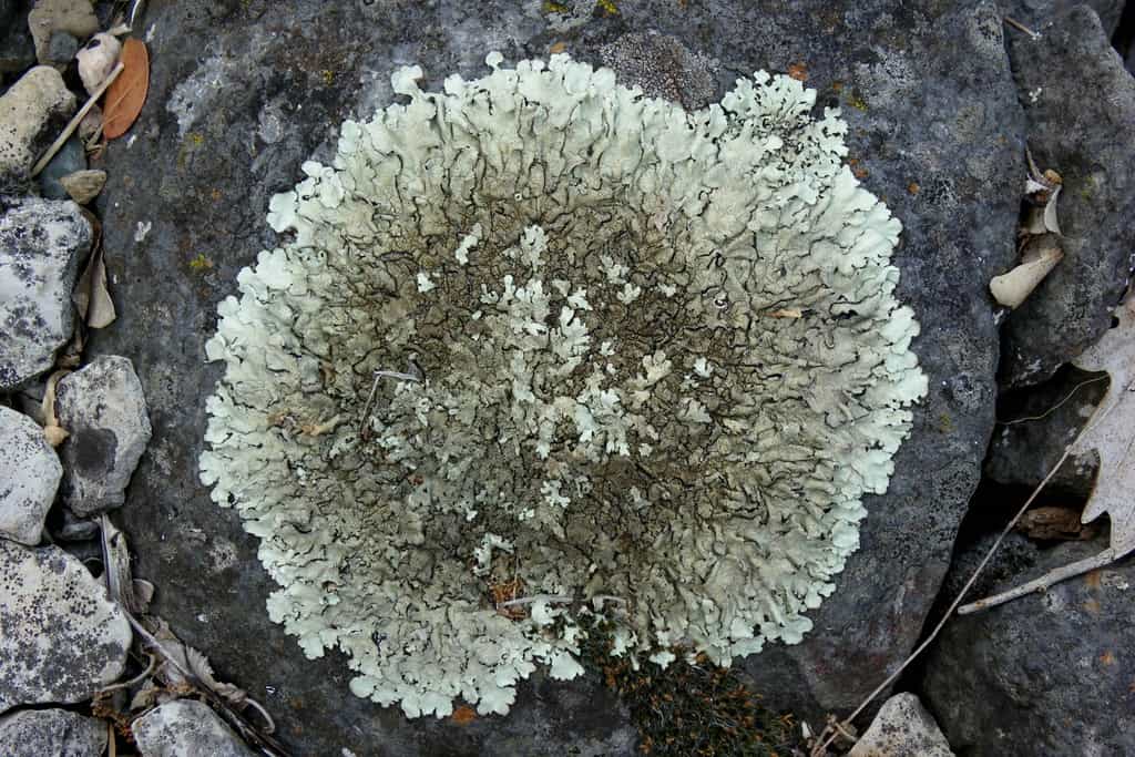 Lichen foliacé