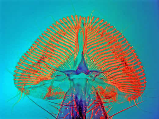 La trompe ou proboscis de la mouche Calliphoridae
