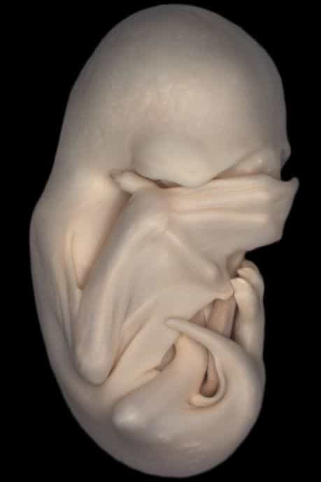 L'embryon de la chauve-souris Molossus rufus