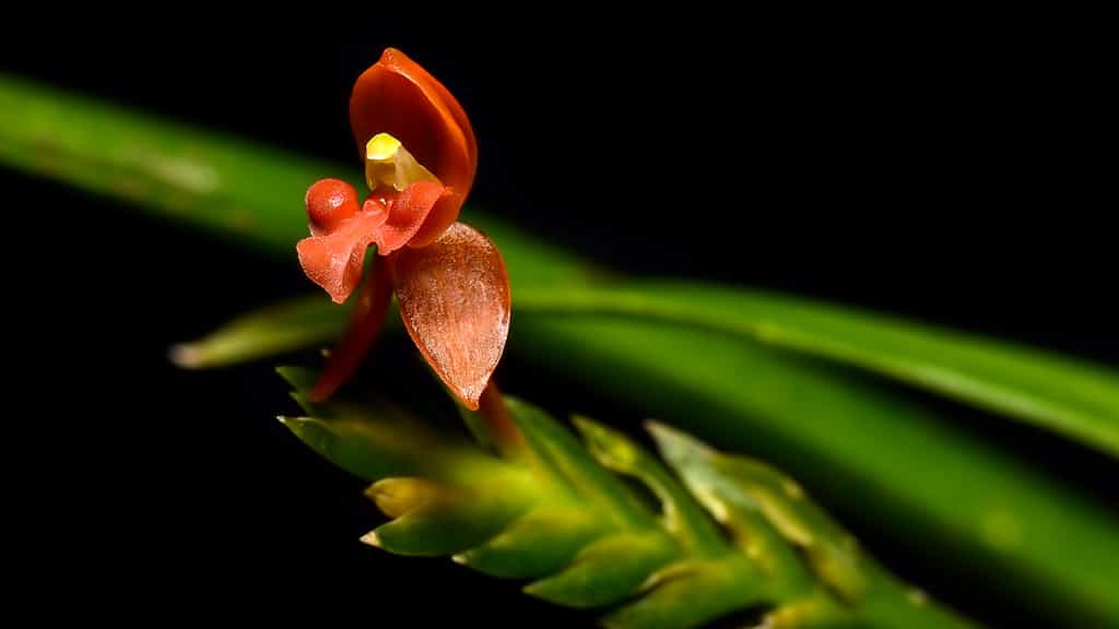 Stichorkis, une orchidée aux rhizomes écailleux