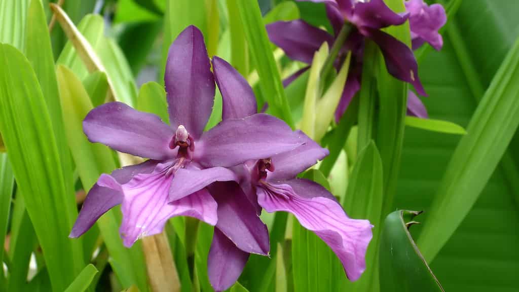 Miltonia, une orchidée d'Amérique du Sud
