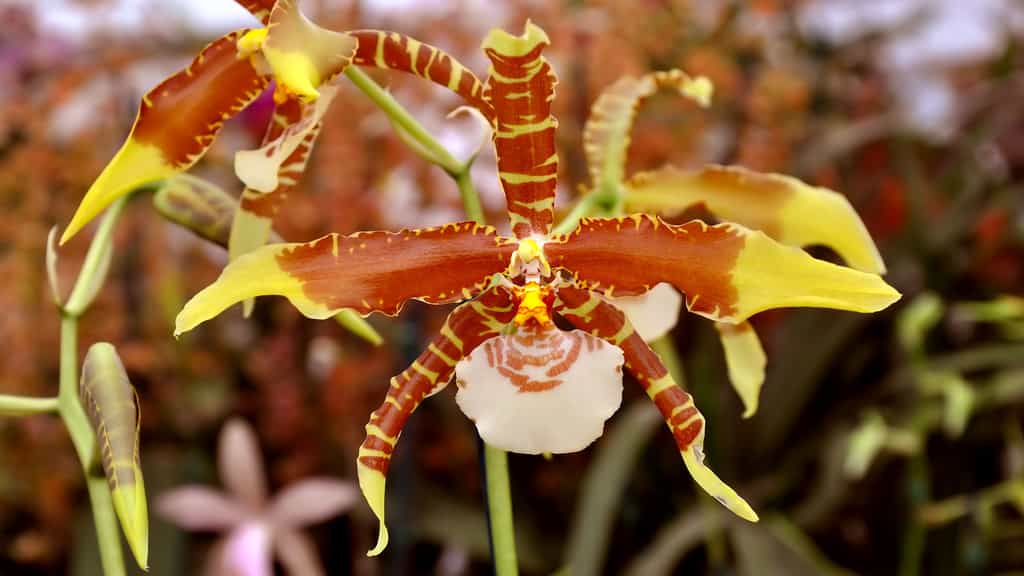 Une orchidée tigre endémique du Costa Rica : Rossioglossum grande