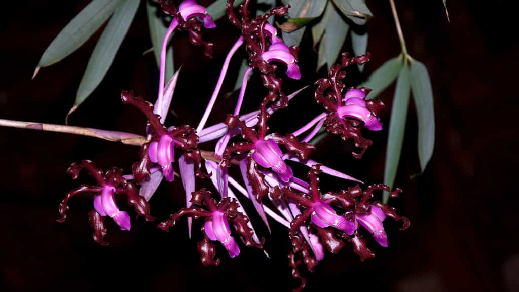 L'orchidée Schomburgkia splendida