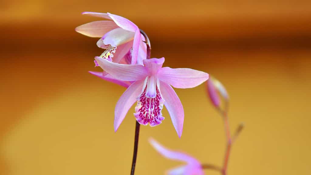 L'orchidée jacinthe, du genre Bletilla