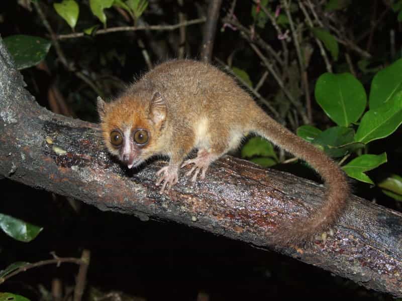 Le microcèbe pygmée, un mini lémurien