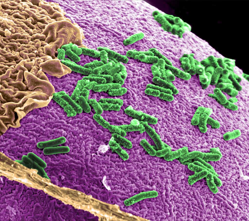 Plus de 500 espèces de bactéries cohabitent dans notre système digestif. Au total, nous vivons avec environ 100.000 milliards de cellules bactériennes, soit dix fois plus que de cellules humaines. Loin d’être nocifs, ces microbes nous sont bénéfiques sur plus d’un point. © PNNL - Pacific Northwest National Laboratory, Flickr, cc by nc sa 2.0