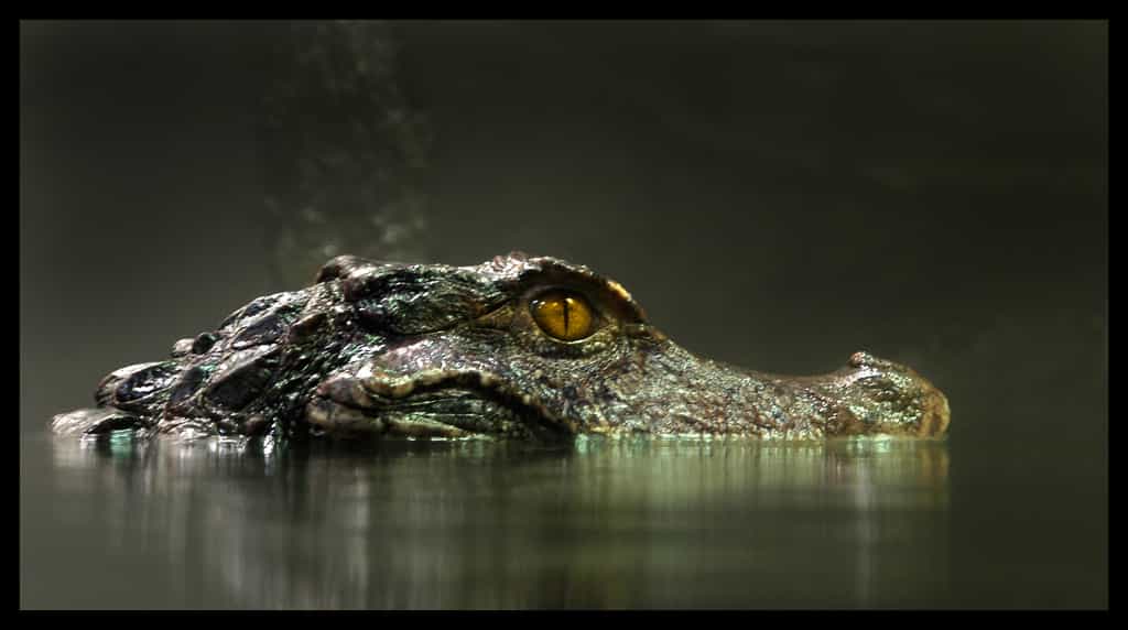 Le caïman nain, un alligator taille réduite