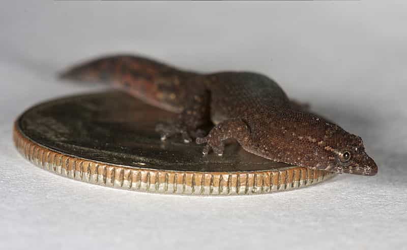 Le gecko nain des îles Vierges