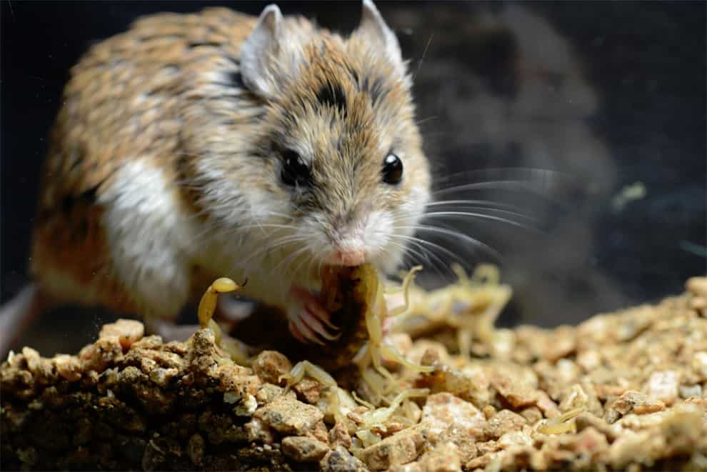 Les souris-sauterelles sont des animaux uniques en leur genre. Elles ne sont pas plus grandes qu’une souris commune, mais sont capables de manger des scorpions venimeux. Cette extraordinaire capacité pourrait aider la recherche dans l’élaboration d’analgésiques. © Rowe, université du Texas à Austin