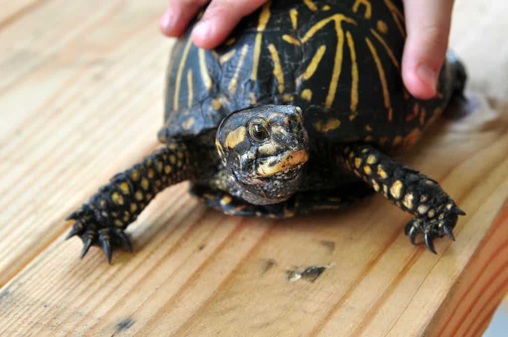 Les tortues, les animaux rêvés pour votre tout petit ? Mieux vaut réfléchir à deux fois avant d’en adopter une car elles transportent des germes dangereux pour la santé. © Melissa Hillier, Flickr, cc by 2.0