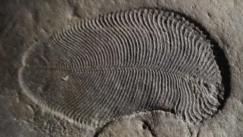 Dickinsonia serait le plus vieux fossile animal connu sur notre Terre. © The Australian National University (ANU)