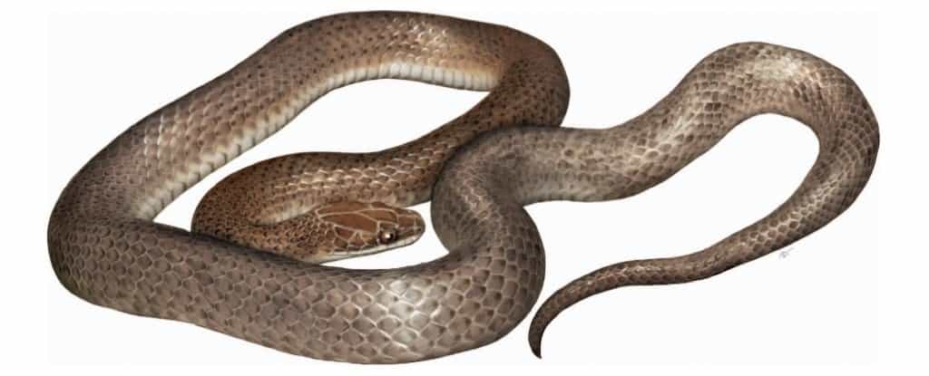 Reconstruction artistique de la nouvelle espèce Cenaspis aenigma, le « mystérieux serpent repas ». © Campbell et al., Journal of Herpetology