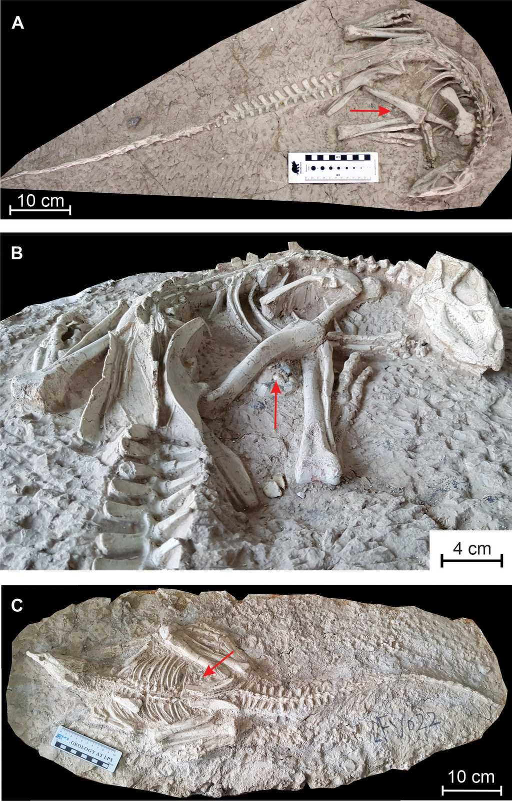 Les ossements des deux spécimens de « dormeurs éternels » trouvés en Chine. © Yuqing Yan et al. PeerJ