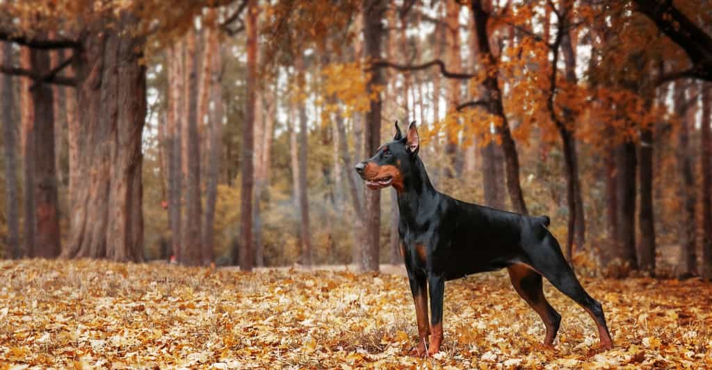 Le doberman est avant tout un chien de garde. © OlgaOvcharenko, Shutterstock